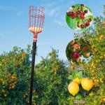 Teleskopinis vaisių skynėjas su krepšiu (Juoda)