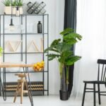 Monstera Deliciosa medis 120 cm (Žalia)