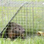 Cinkuotas metalinis tinklas 15x15 mm viela 0.9 mm 122x150 cm (Sidabrinė)