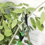 2 dalių gyvatvorių ir genėjimo žirklių rinkinys su teleskopinėmis rankenomis