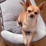 Minkšta šuns sofa su mediniu rėmu