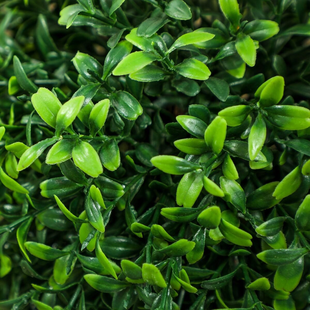 2 vnt. UV spinduliams atsparių dirbtinių buksmedžio topiarių su vazonais