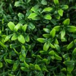 2 vnt. UV spinduliams atsparių dirbtinių buksmedžio topiarių su vazonais