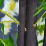 Dirbtinis glicinijos krūmas 165 cm su vazonu