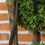 Realistiškas dirbtinis buksmedis vidaus ir laukui