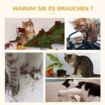 Kačių medis su nameliu ir hamaku