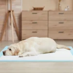 Apsauginės šunų palutės 90x90 cm 100 vnt (Mėlyna)