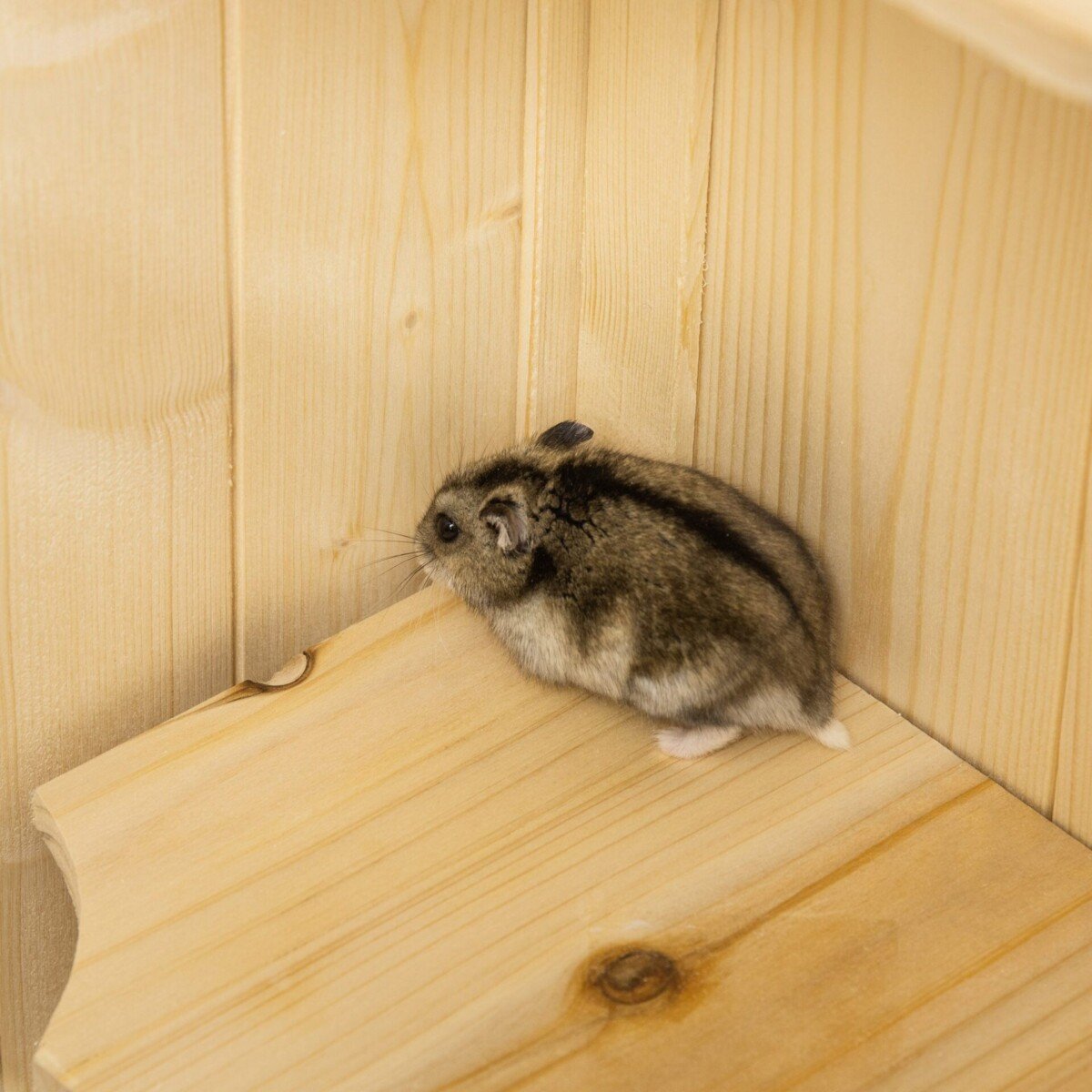 Penkiu-aukstu-ziurkeno-narvas-su-rampomis-ir-lesykla-8