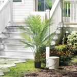 Dirbtinė Arekos palma, 120 cm aukšta, atspari UV spinduliams