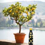 500 ml citrinų termosas