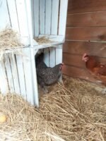 6 dideli mediniai kiaušiniai lizdo formos pakuotėje