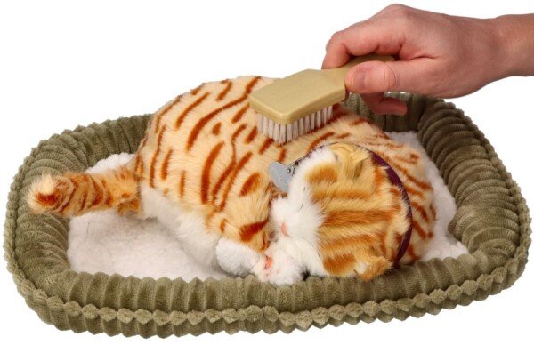 Adoptuok mane: Kvėpuojantis Dryžuotas Rusvas Kačiukas