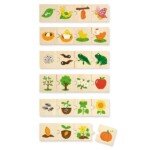 Augalų ir gyvūnų vystymosi etapai