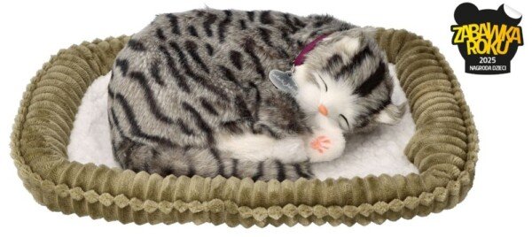 Įsivaikink mane! Kvėpuojantis pilkas dryžuotas kačiukas