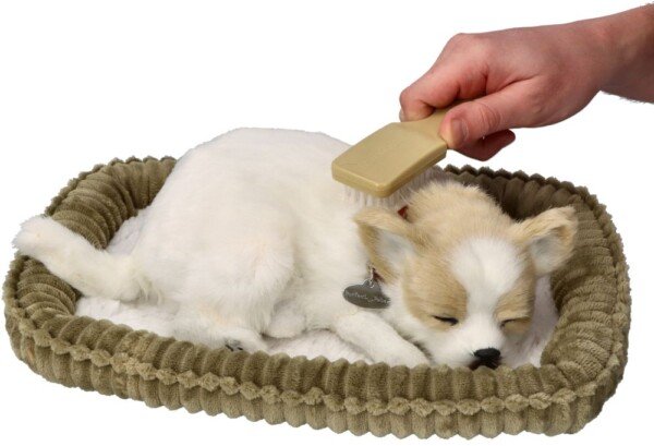 Knarkiantis čihuahua šuniukas