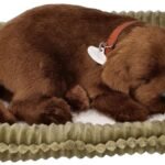 Knarkiantis šokoladinis labradoro šuniukas