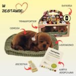 Knarkiantis šokoladinis labradoro šuniukas