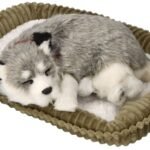 Kvėpuojantis Aliaskos haskio šuniukas