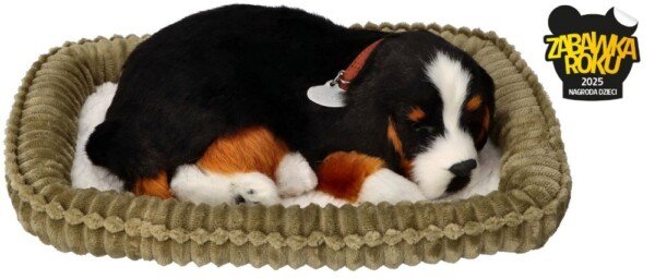 Kvėpuojantis Berno zenenhundas įvaikinimui