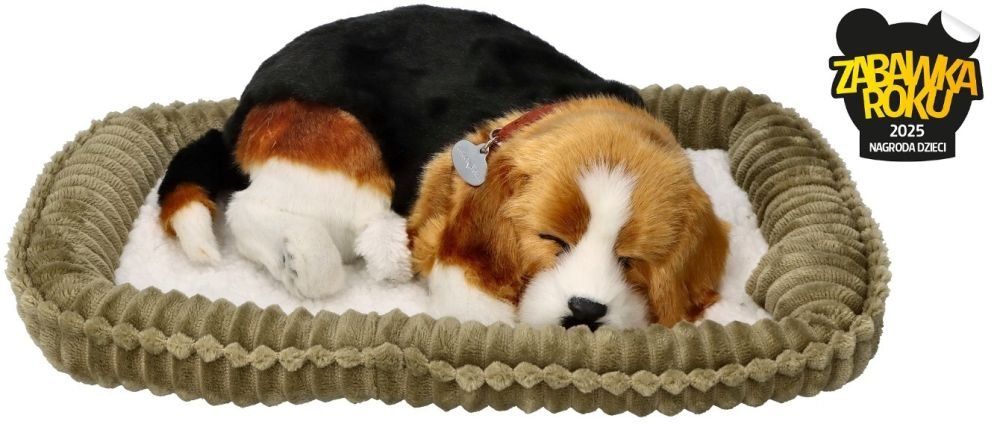 Kvėpuojantis šuniukas Biglis