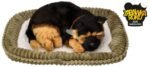 Kvėpuojantis vokiečių aviganis šuniukas