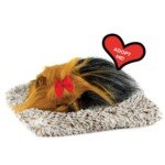 Mažas Jorkšyro šuniukas