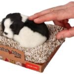 Miegantis Borderkolis ant gulto