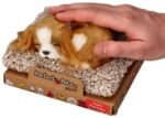 Miegantis šuniukas Cavalier King Charles