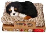 Perfect Petzzz Mažas Berno zenenhundas ant guolio