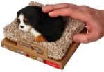 Perfect Petzzz Mažas Berno zenenhundas ant guolio