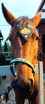 Termo lipdukai Helovino dvasios