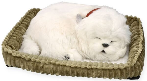 Adoptuok Maltos šuniuką