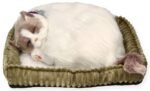 Kvėpuojantis Ragdoll kačiukas