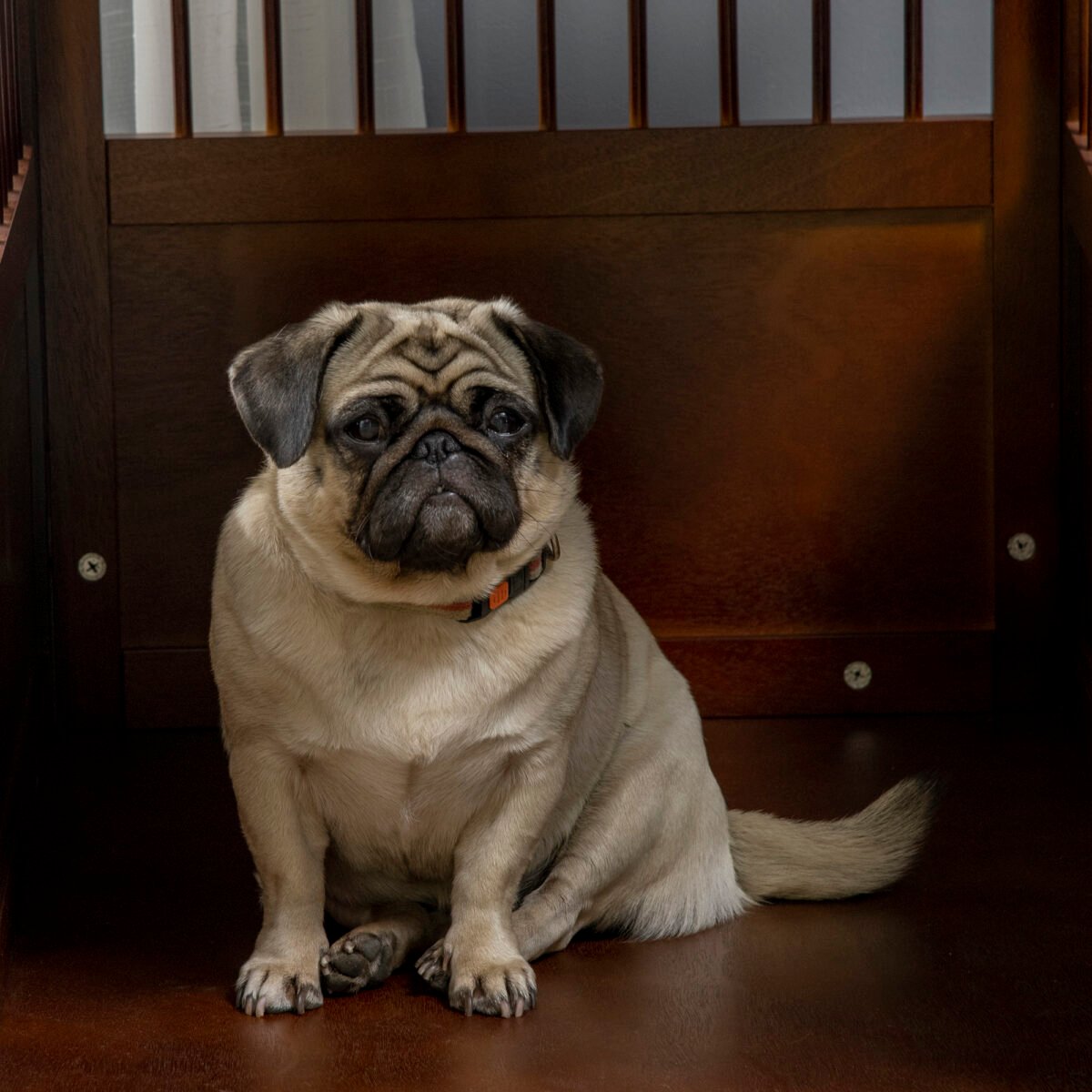 Daugiafunkcis šunų boksas su pakeltu pagrindu – Paveikslėlis 9