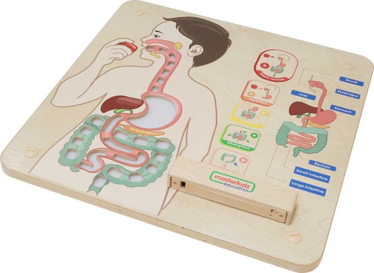 Montessori edukacinė lenta virškinimo sistemos pažinimui su šviečiančiais elementais – Paveikslėlis 13
