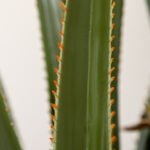 Realistiška 190 cm aukščio dirbtinė juka vazone – Paveikslėlis 8