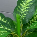 Dirbtinis augalas Dieffenbachia 95 cm, vidaus/lauko, su cementiniu vazonu – Paveikslėlis 8
