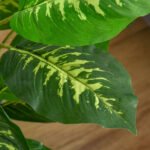 Dirbtinis augalas Dieffenbachia 95 cm, vidaus/lauko, su cementiniu vazonu – Paveikslėlis 9
